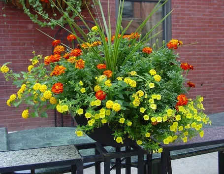 Calendula