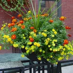 Calendula