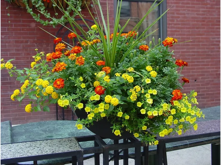 Calendula