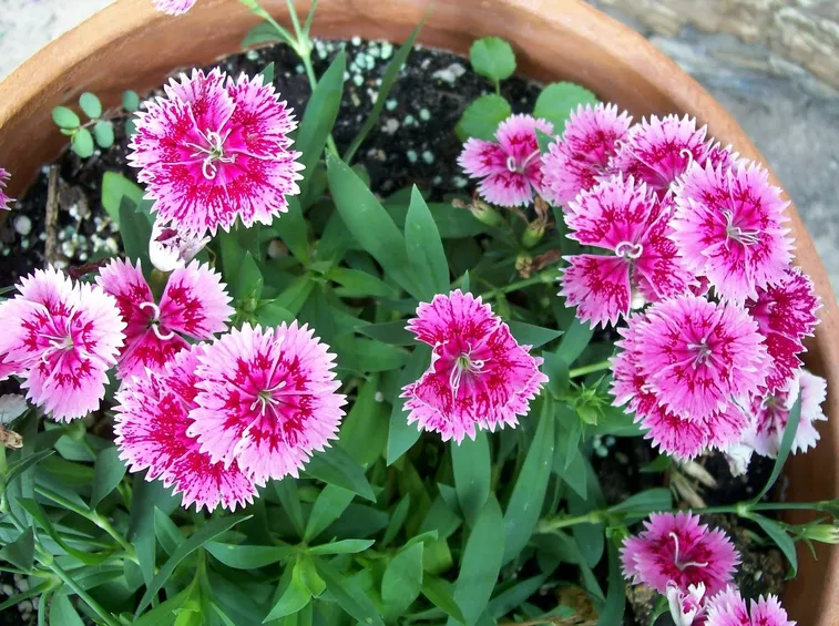 Dianthus Sunflor o garofanini nani