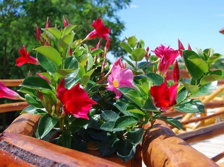 Dipladenia sanderi