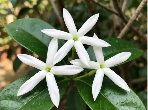 Gelsomino multifiore