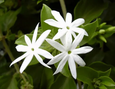 Gelsomino multifiore