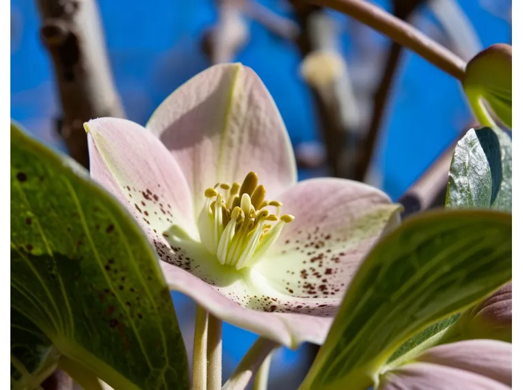 Fiore della pianta di Helleborus
