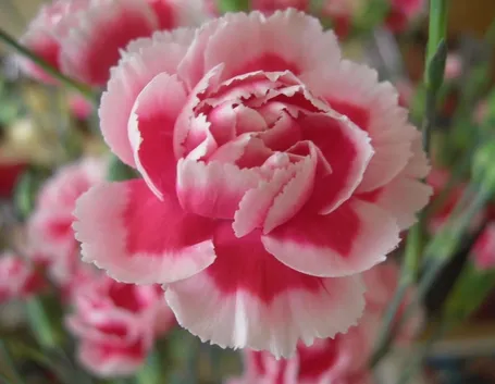 Esempio di fiore di garofano