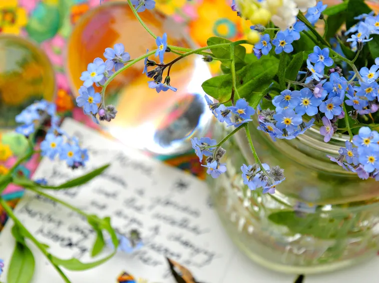 Vaso di fiori non ti scordar di me
