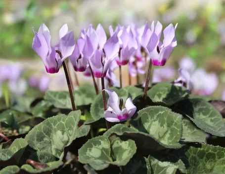 Esemplare di fiore di ciclamino
