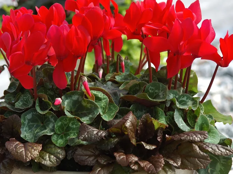 Fiori di ciclamino rosso