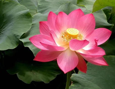 Fiore di loto
