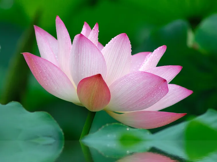 coltivare fiore di loto