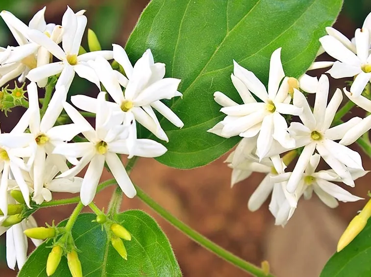 Alcuni fiori di gelsomino bianco