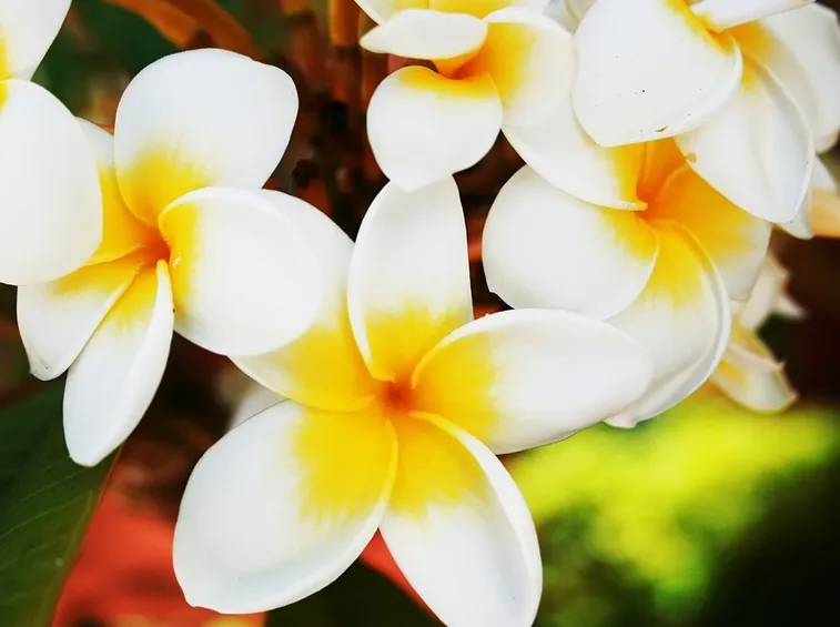 Fiori colorati di gelsomino