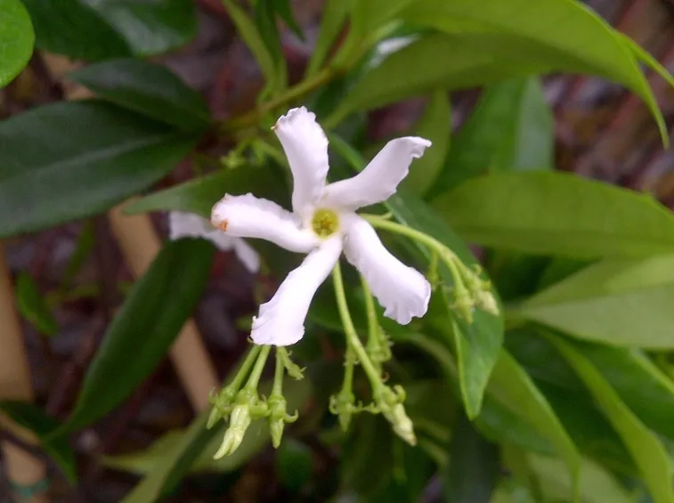 fiore gelsomino