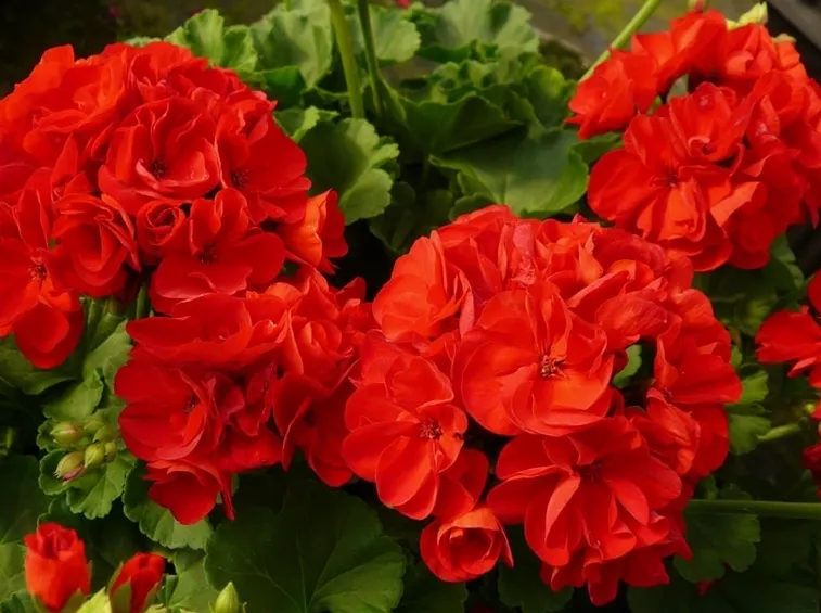 Esempio di geranio rosso