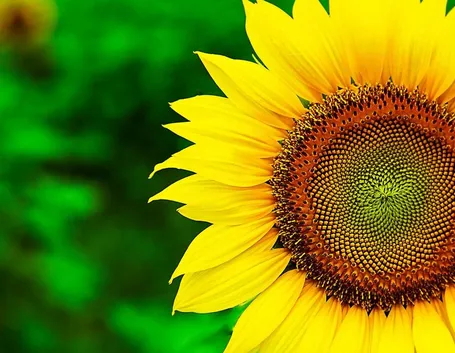 Splendido girasole