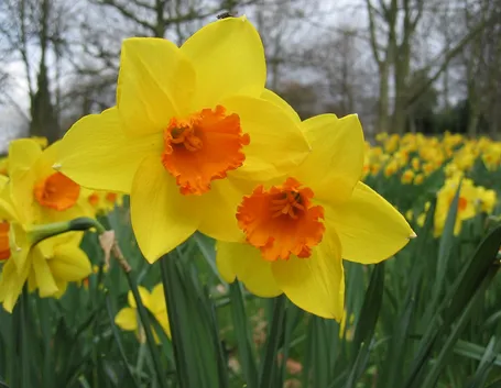 Fiori di narciso