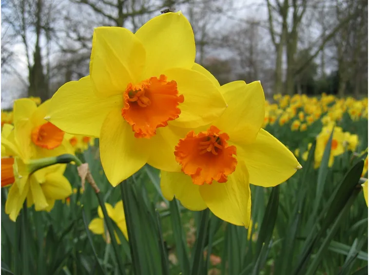 Fiori di narciso