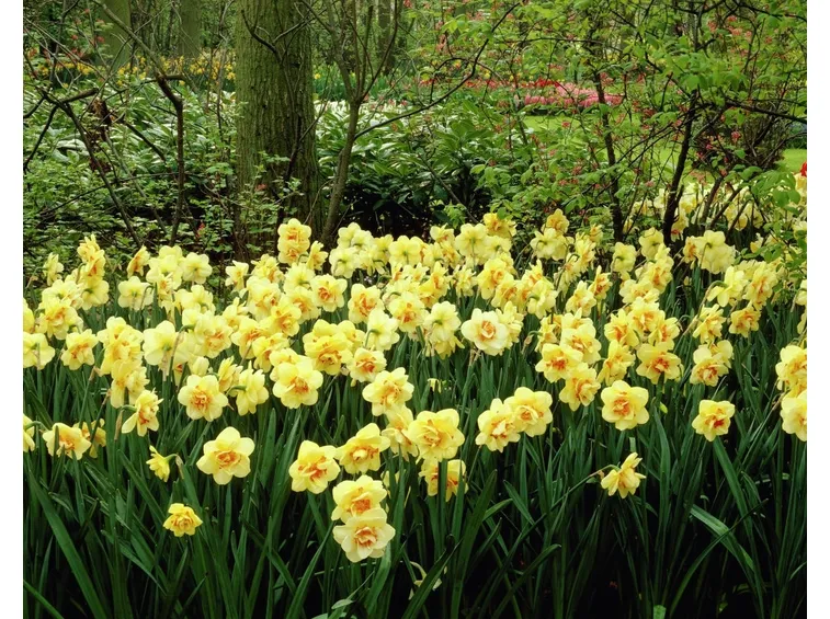 Narcisi coltivati in giardino