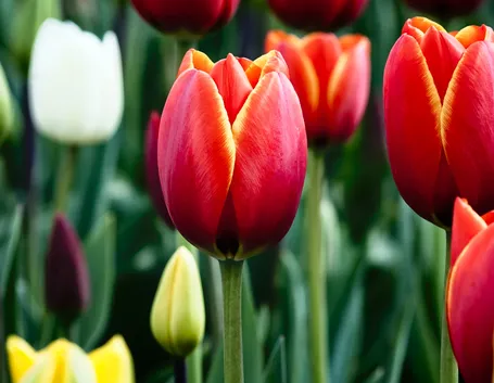 Tulipani