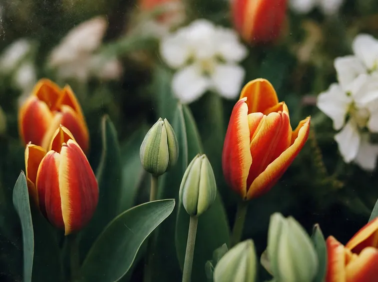 Tulipani