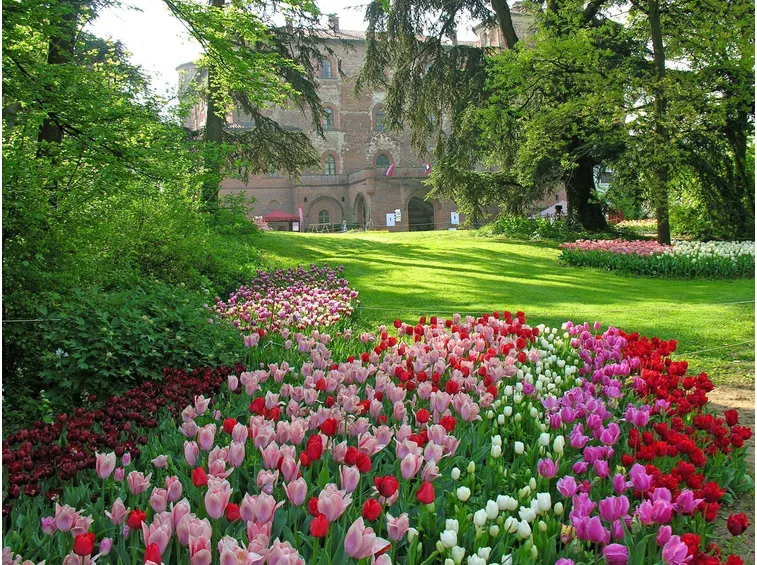 Coltivazione di tulipani