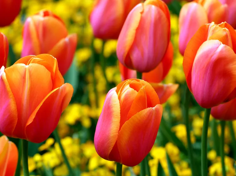 Tulipani fioriti dalle tonalità del rosso e del giallo