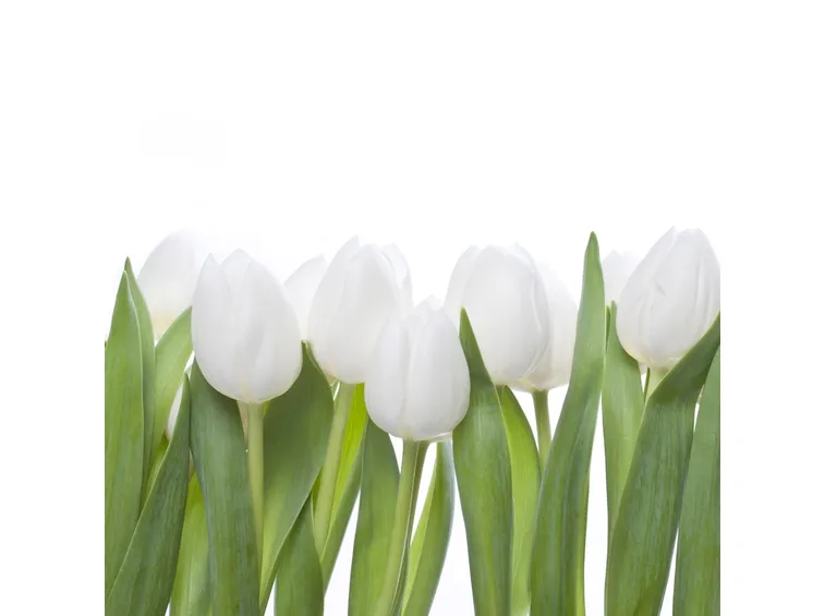 Fioritura di tulipani bianchi