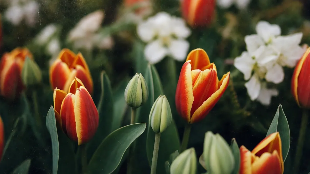 Tulipani