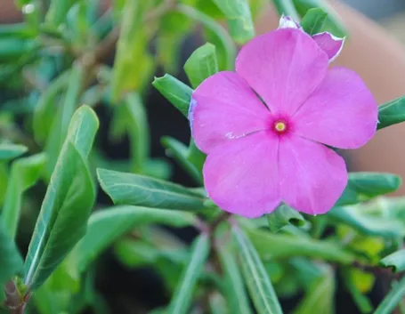 Impatiens viola