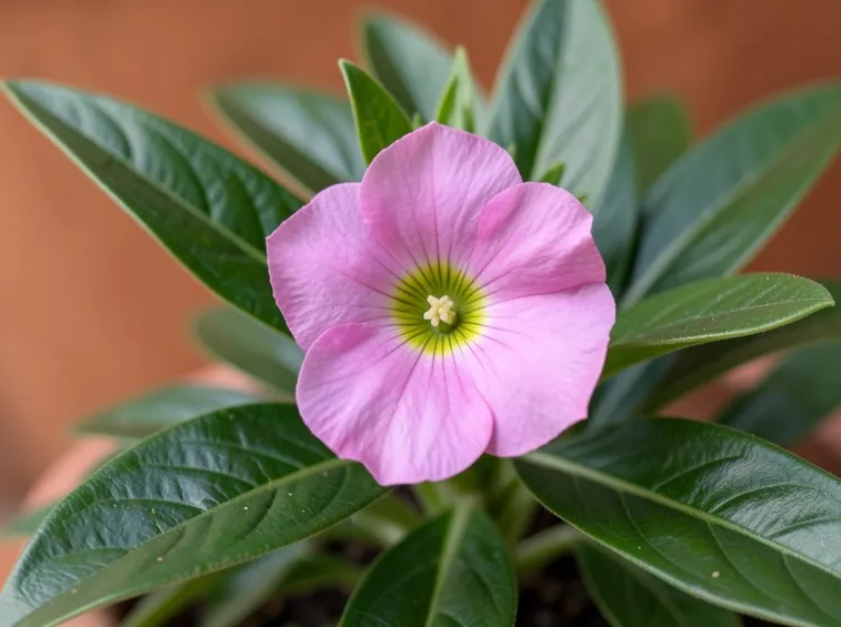 Impatiens viola