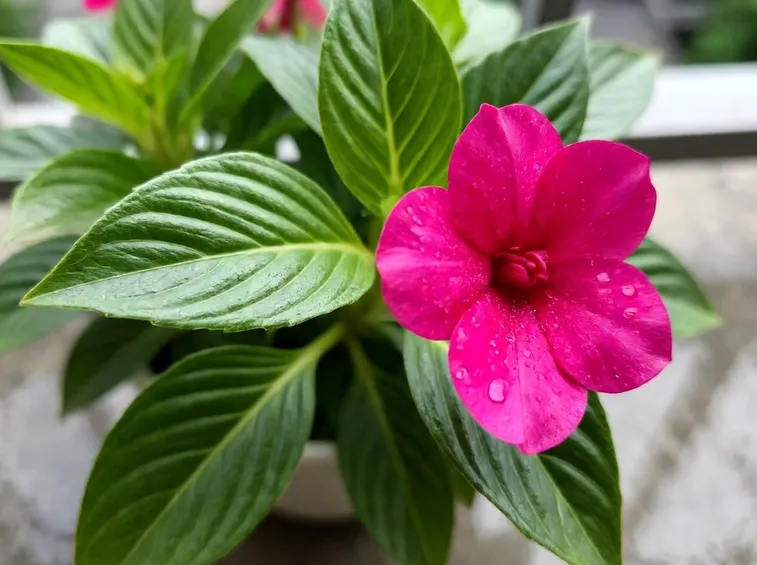 Impatiens rosa