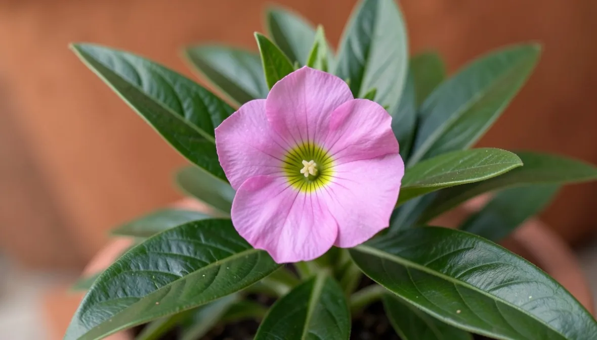 Impatiens viola