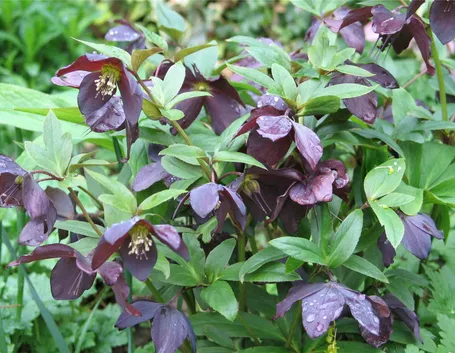 Varietà arbustiva di Helleborus