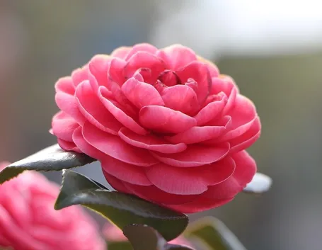 Camelia rossa