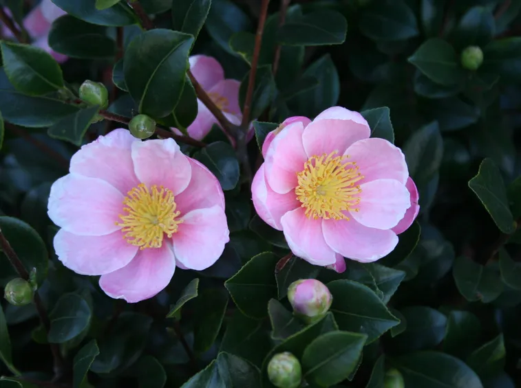 camelia rosa