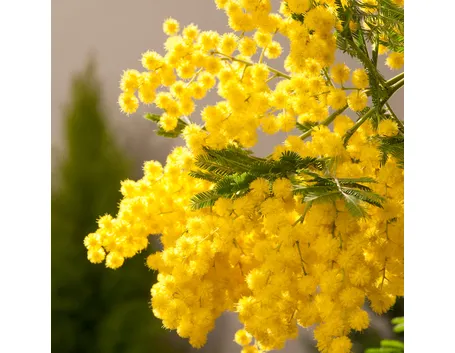 Ramo di pianta di mimosa