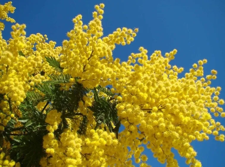 Esemplare di pianta di mimosa