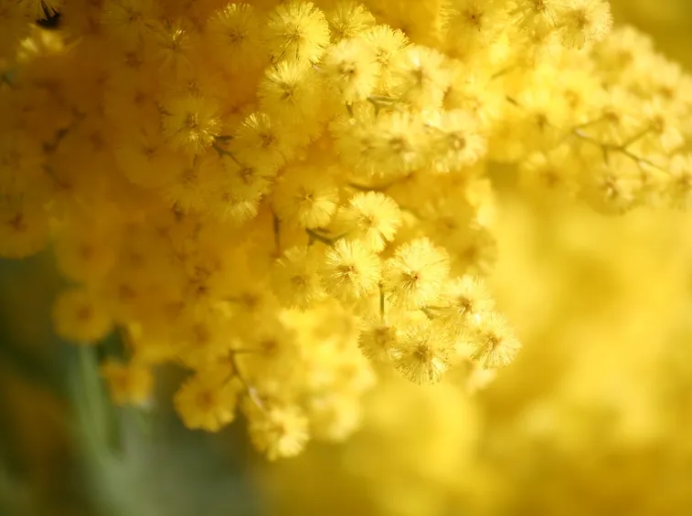 Ramo fiorito di mimosa