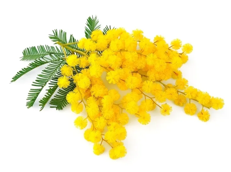 Grappolo di fiori di mimosa
