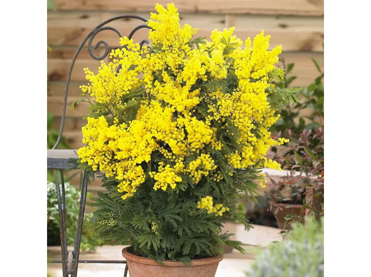 mimosa in vaso
