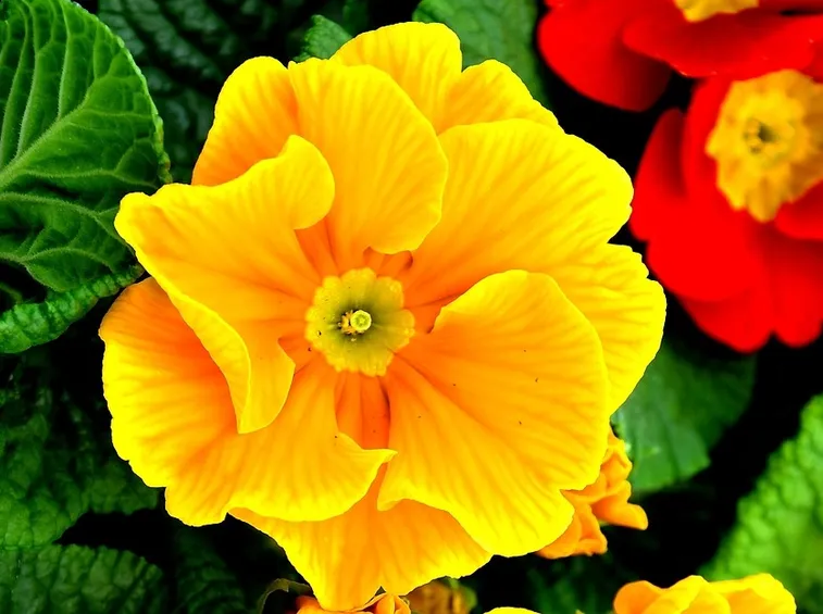 Primule rosse e gialle