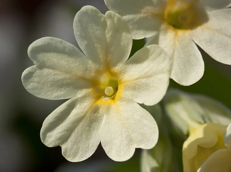 Primula bianca