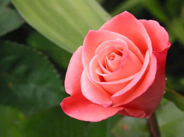 rosa fiori