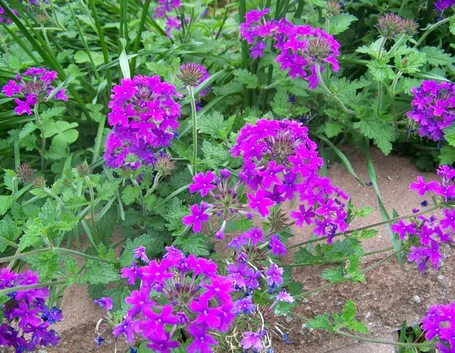 Pianta di verbena fiorita