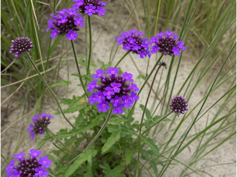 Pianta di verbena fiorita