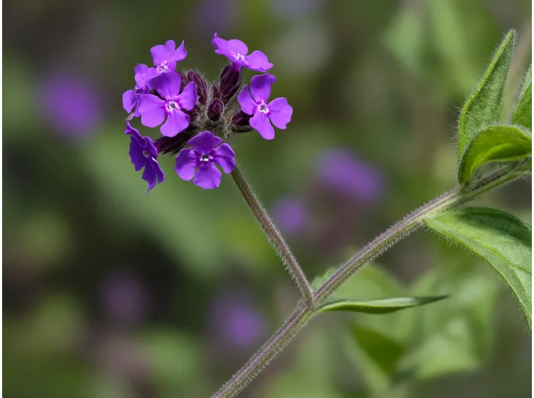 fiori verbena