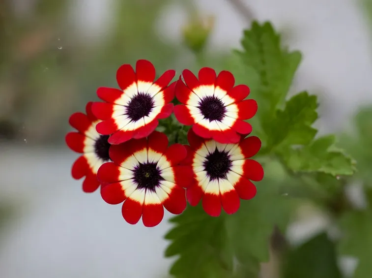 verbena variegata
