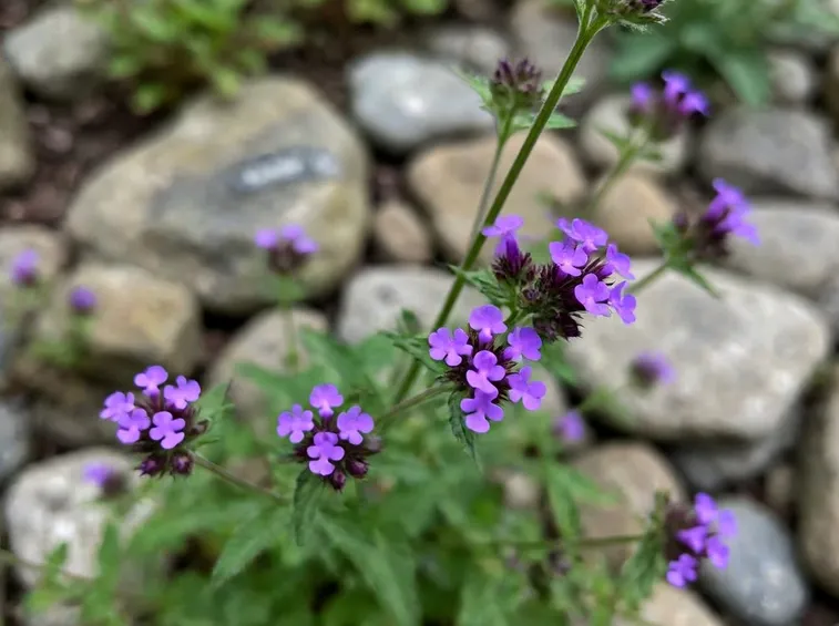 Pianta di verbena in giardino