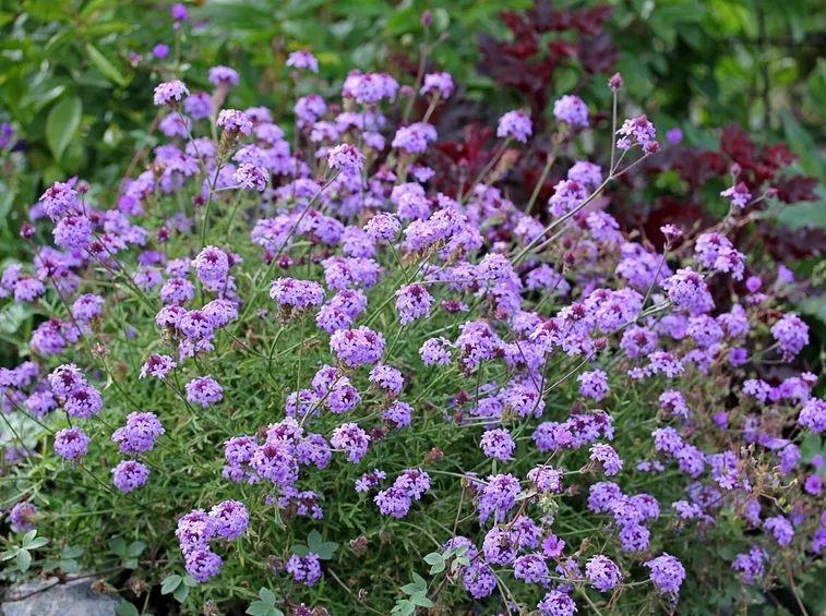 verbena lilacina