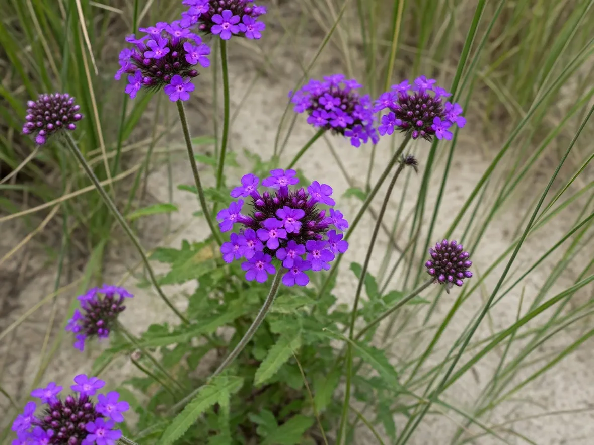 Pianta di verbena fiorita